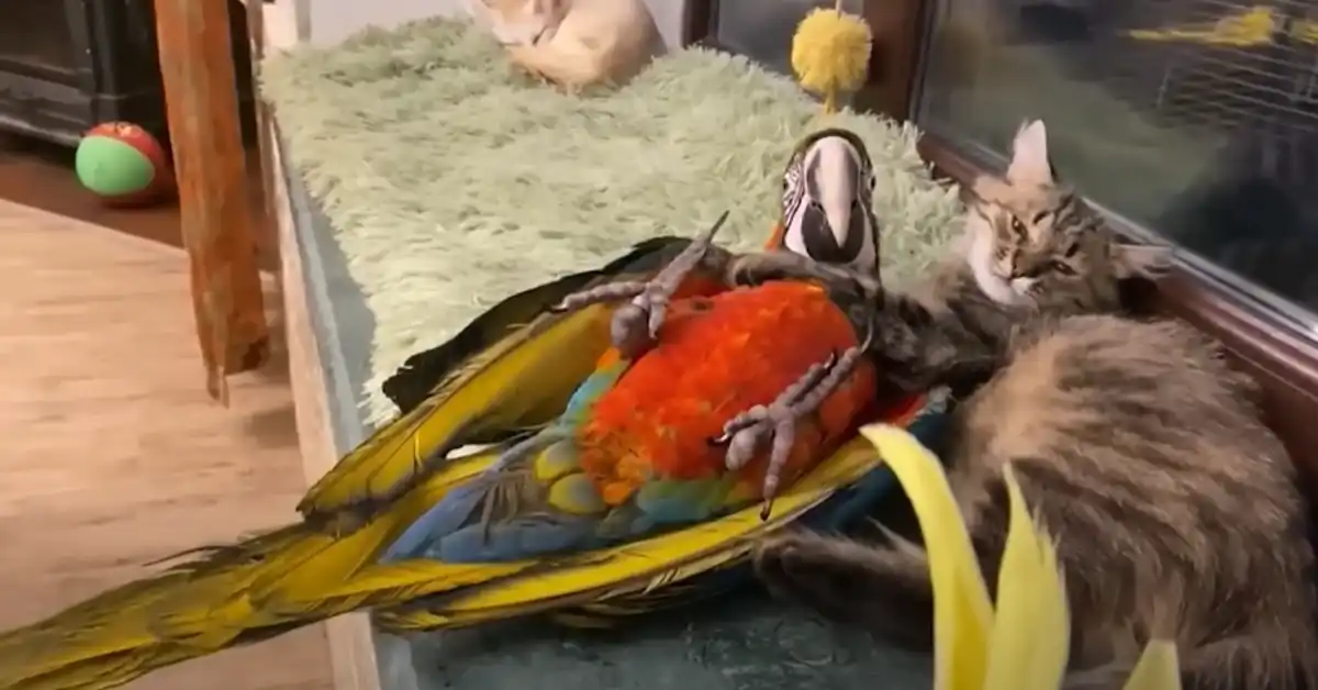Sound Cats Make at Birds
