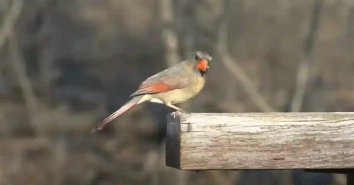 Are Cardinals Territorial Birds