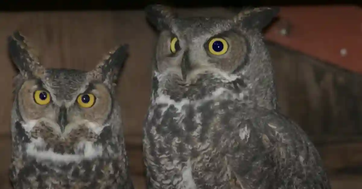 Great Horned Owl Endangered Species