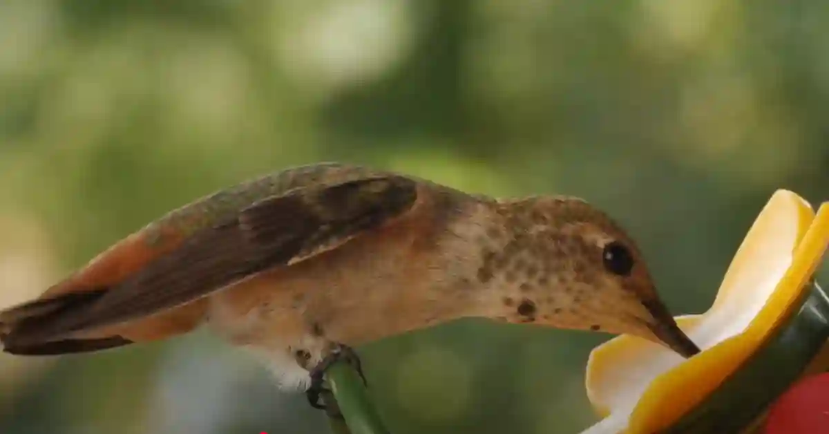 What Human Food Can Birds Eat in the Winter