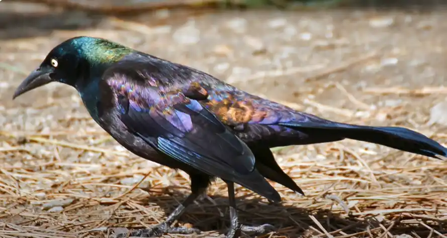 Are Grackles Good Birds to Have Around