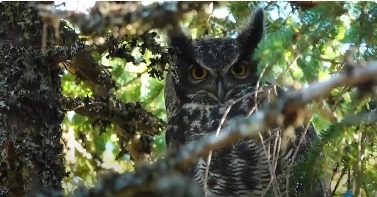 10 Facts About Great Horned Owls
