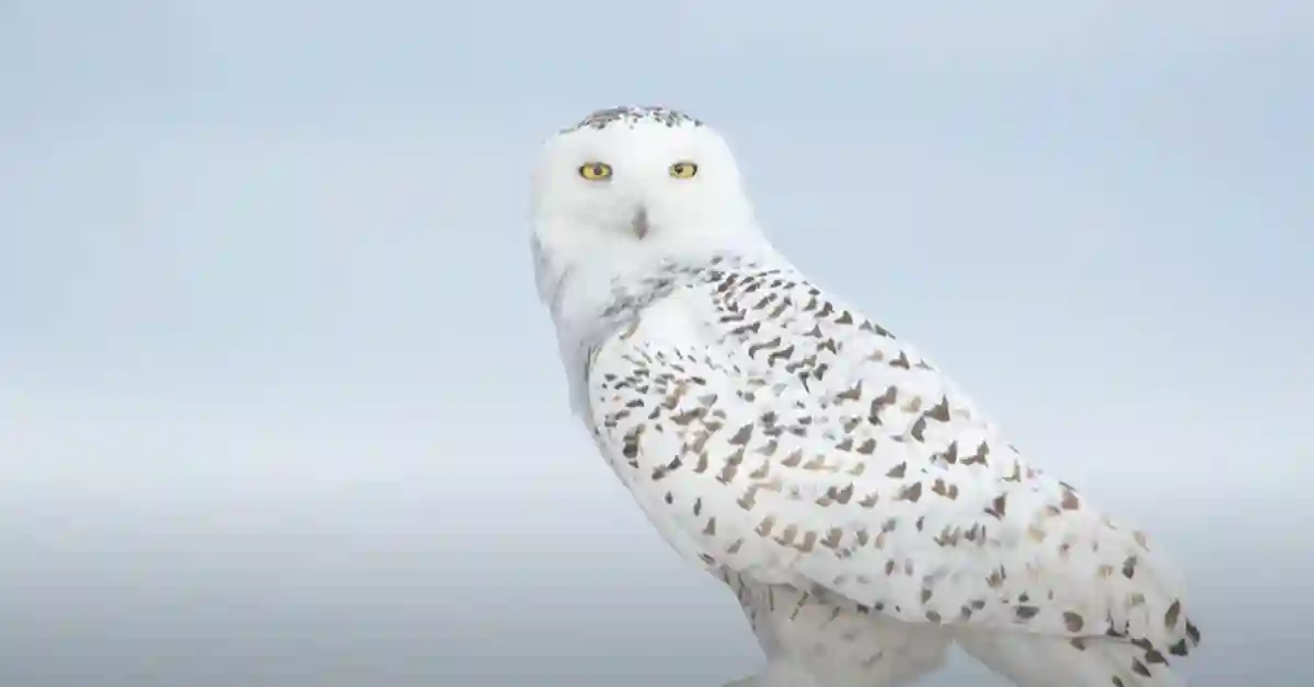 5 Fun Facts About Snowy Owls
