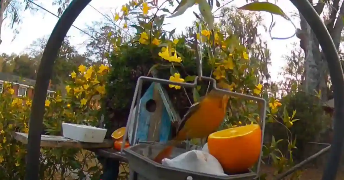 What Birds Will Eat Oranges