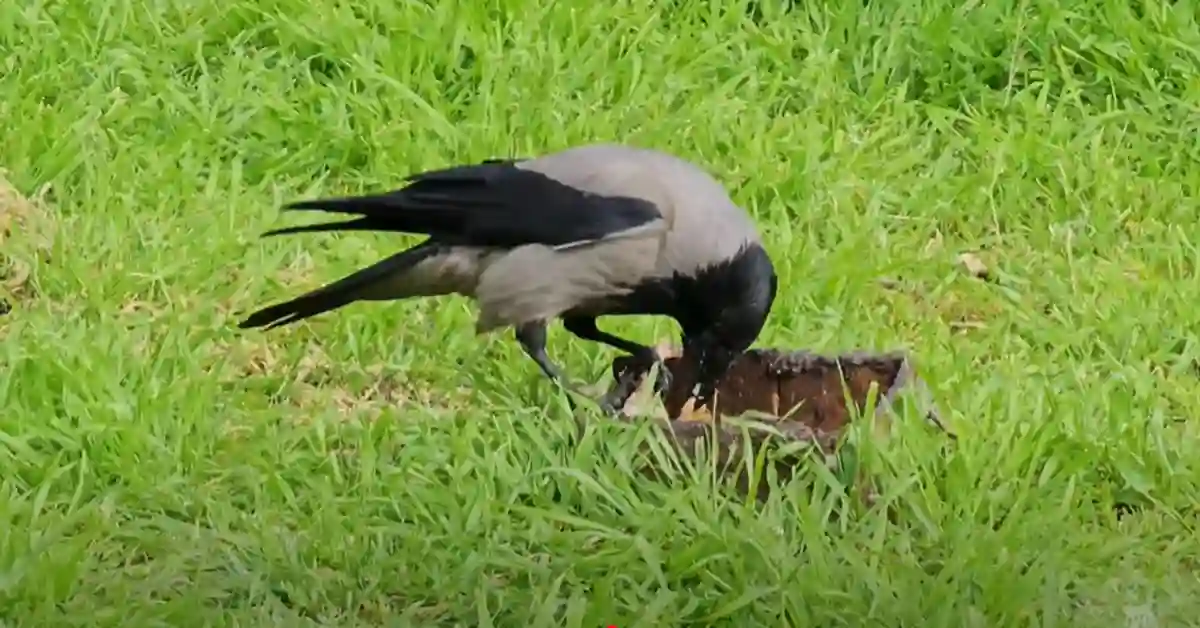 Crows in Yard Good Or Bad
