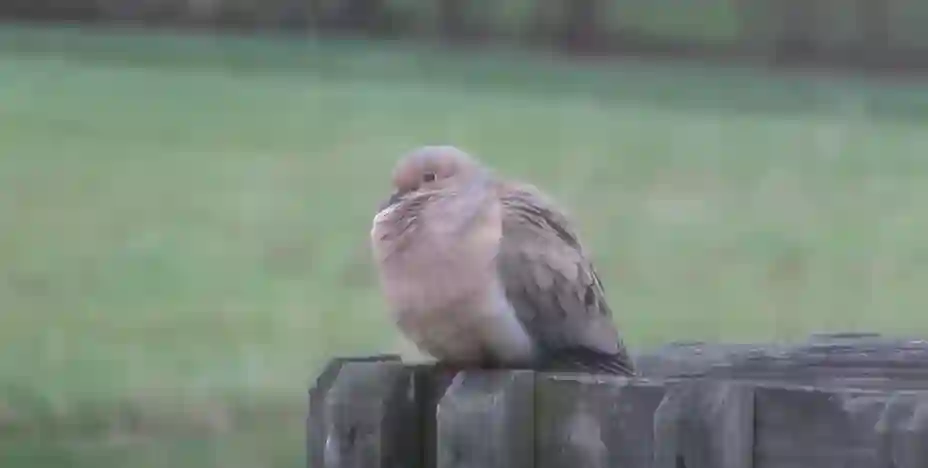 Are Doves Smart Birds
