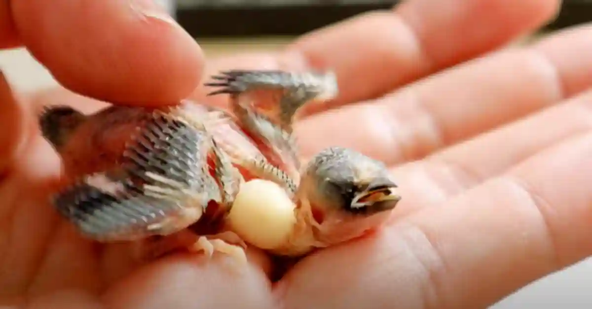What Can Baby Birds Eat from Home