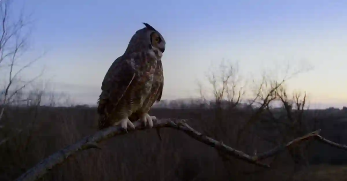 Great Horned Owl Life Span