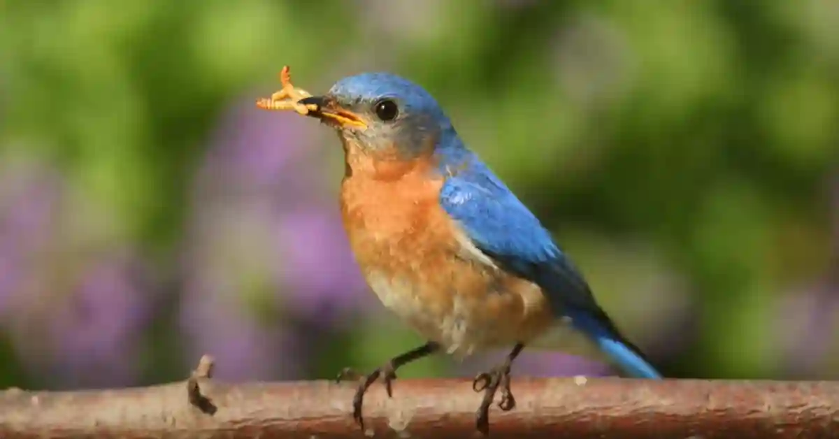 Eastern Bluebird Georgia