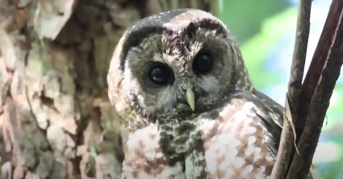 Why are Owls a Symbol of Wisdom