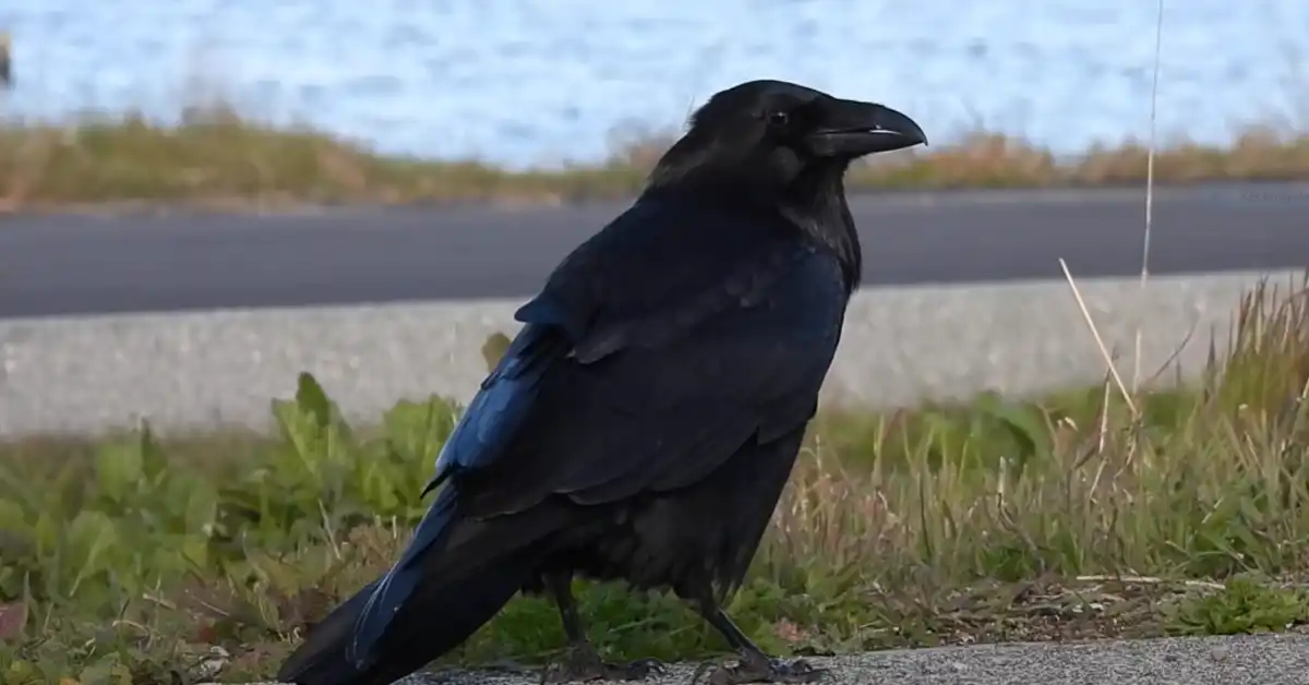 Can Ravens Be Pets