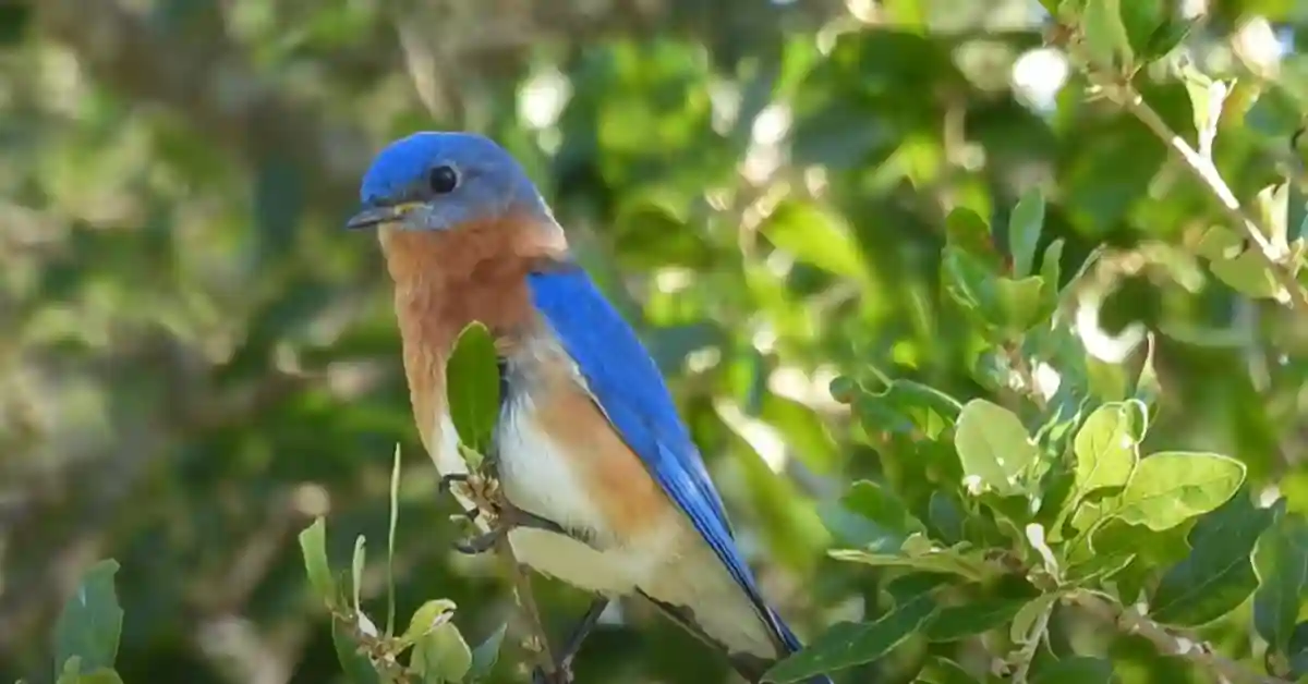 What Do Eastern Bluebirds Like to Eat