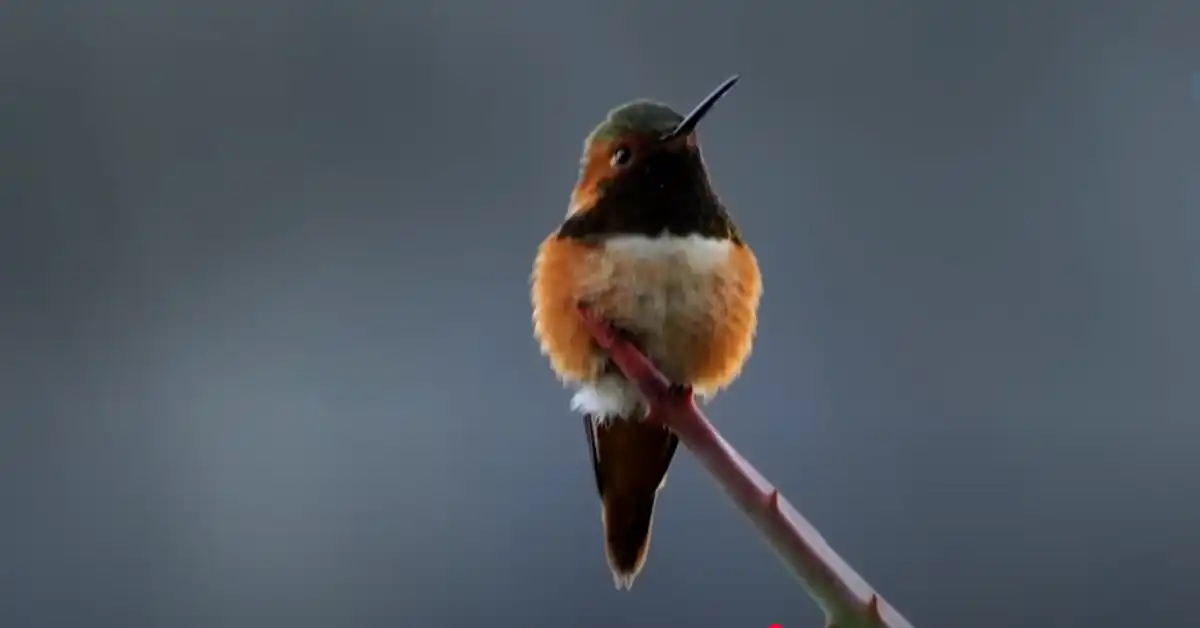 Are Hummingbirds in Nc Yet