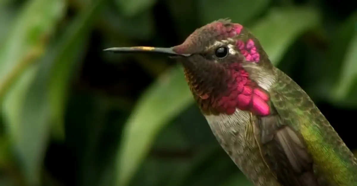 Are Hummingbirds Fighting Or Playing