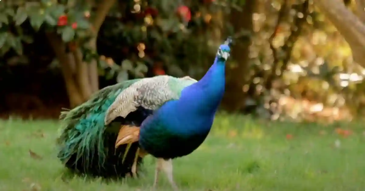 Characteristics of Peacock Bird