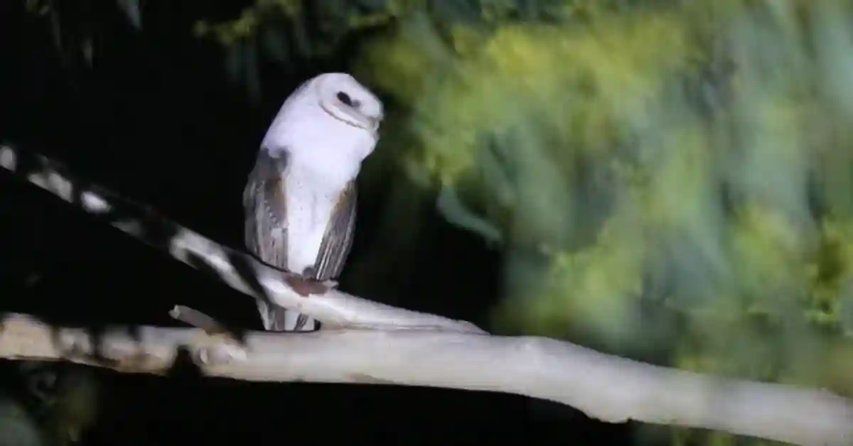 What Birds Sing in the Middle of the Night