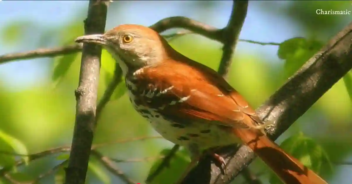Brown Thrasher Habitat