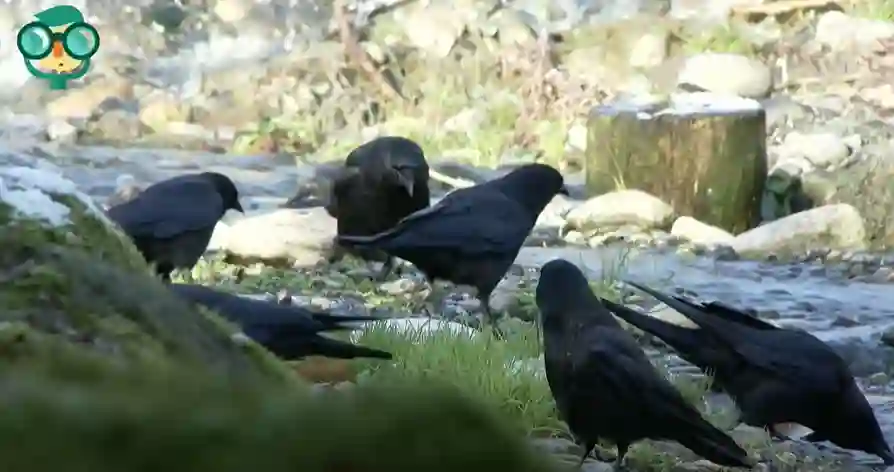 Are Crows Good to Have Around