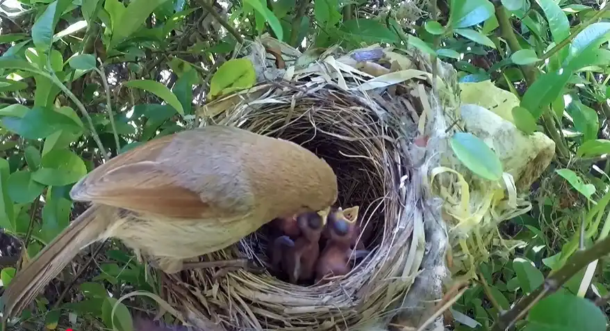 Birds That Take Over Nests