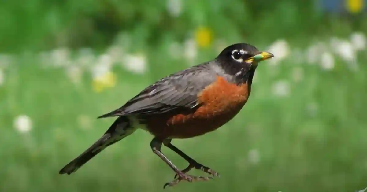 Habitat of American Robin