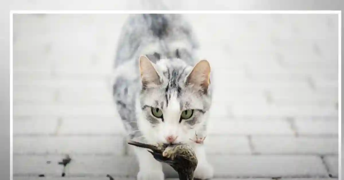 How Many Birds Do Cats Kill a Day