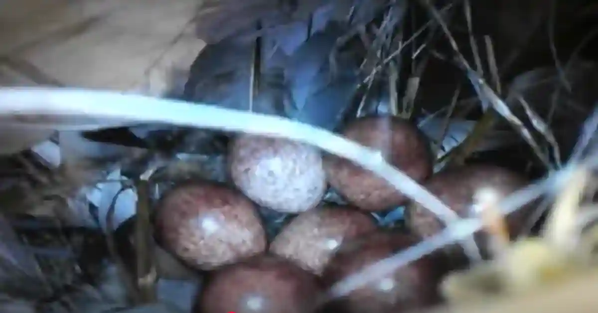 House Wren Eggs And Nest