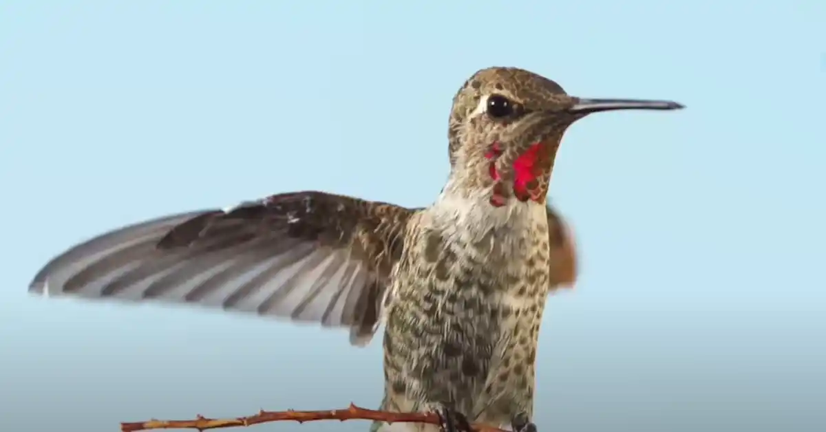 Are Female Hummingbirds Bigger Than Males