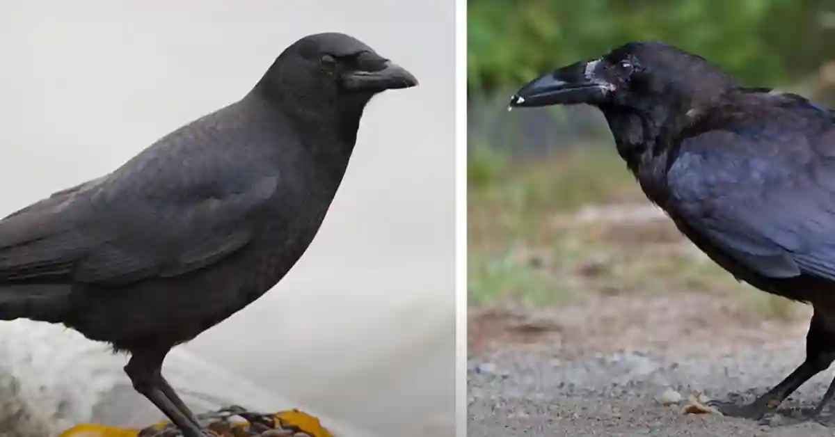 Intelligence of Crows and Ravens