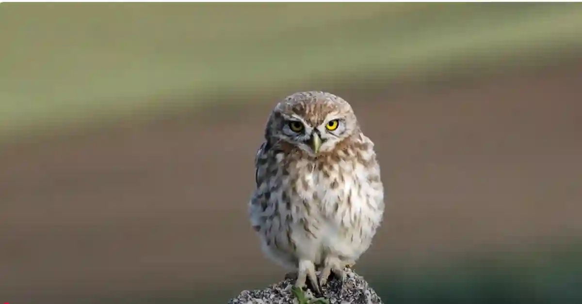 Interesting Facts About Screech Owls