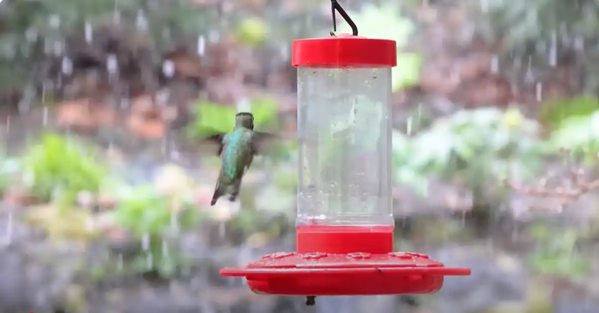 Anna'S Hummingbird Feeding