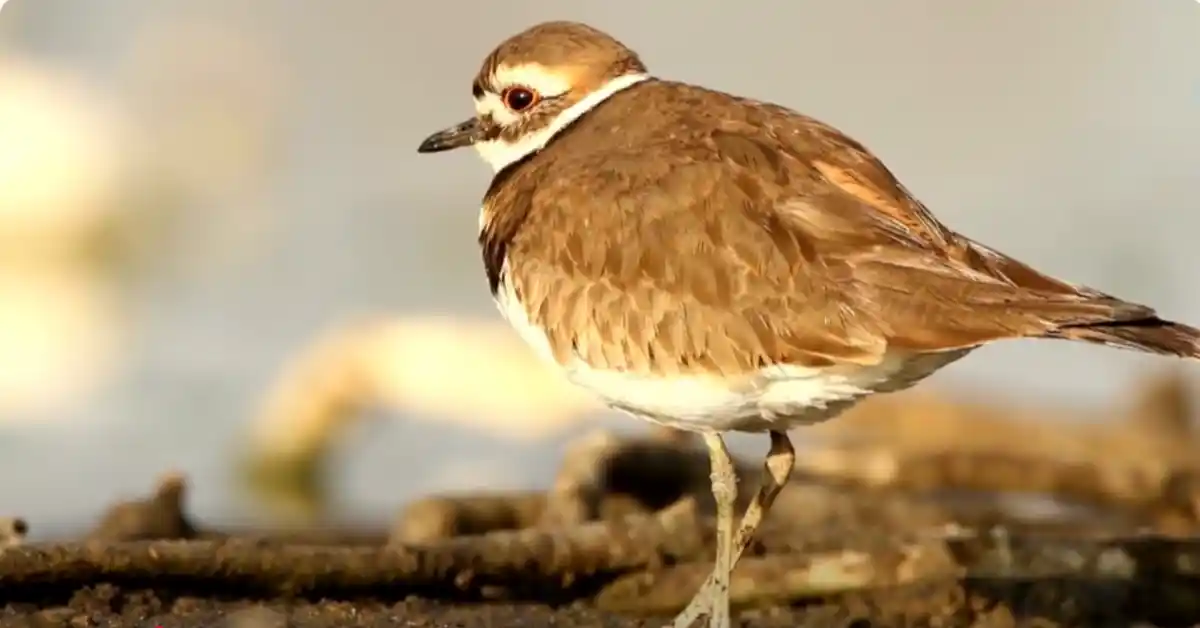 Birds That Sing at Night in North Carolina