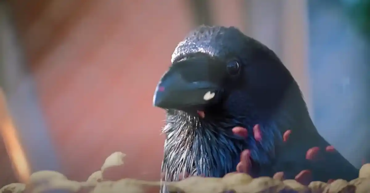 Crows in Native American Culture