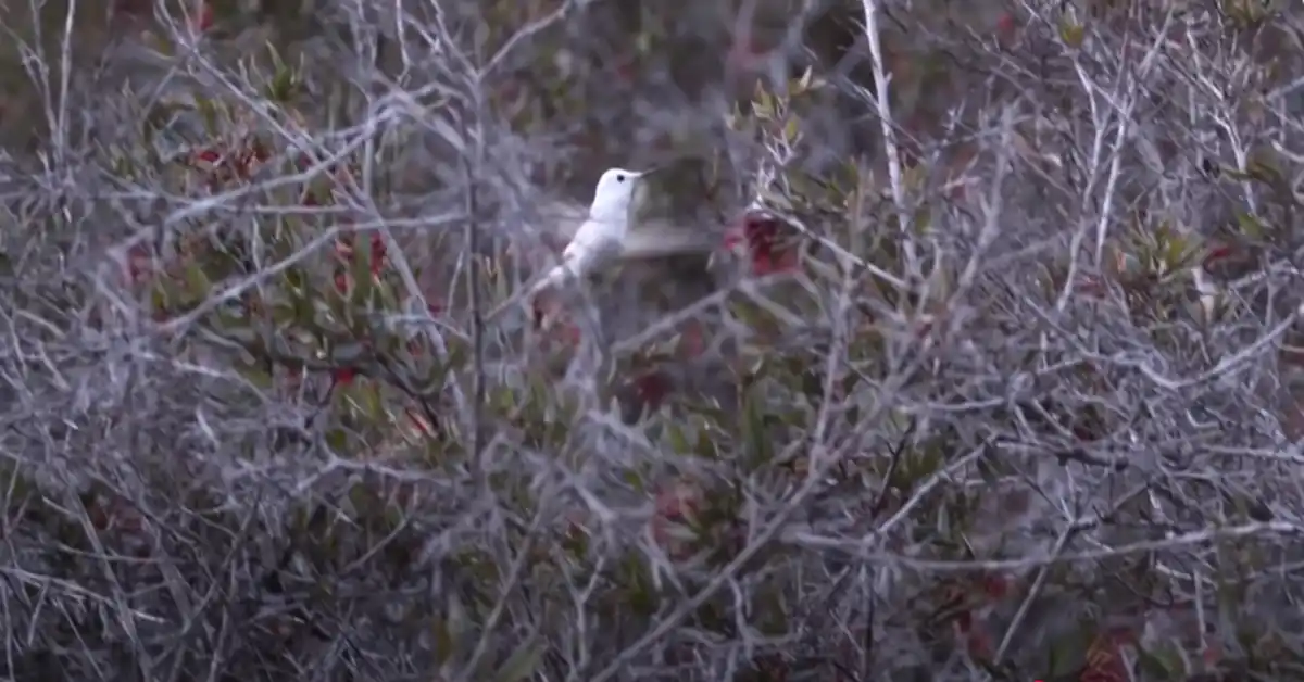 Are There White Hummingbirds