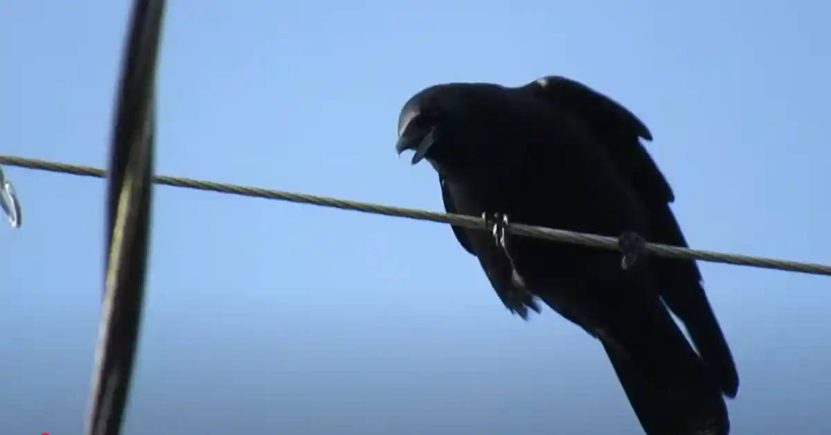 Crow in Distress
