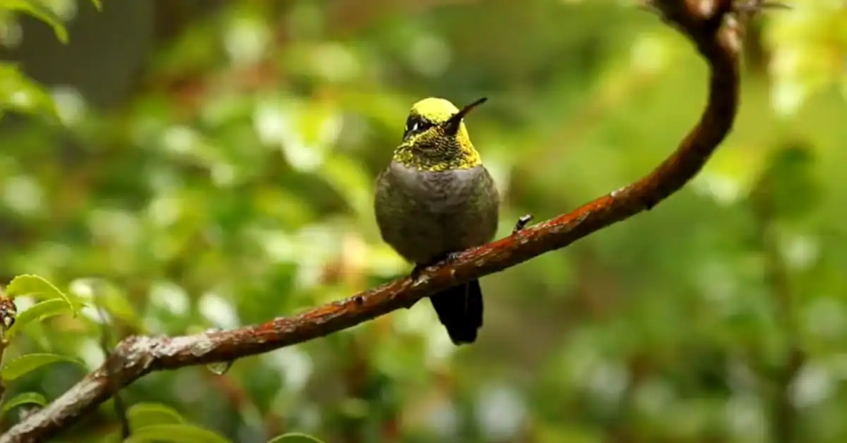Are There Yellow Hummingbirds