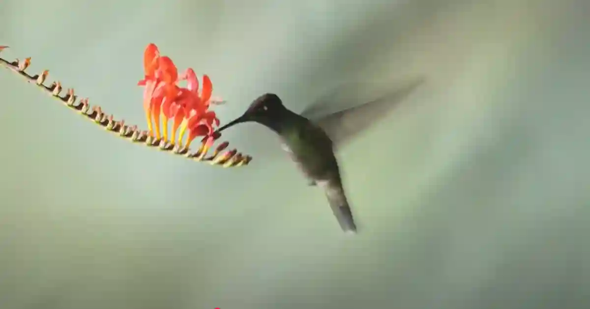 3 Facts About Hummingbirds