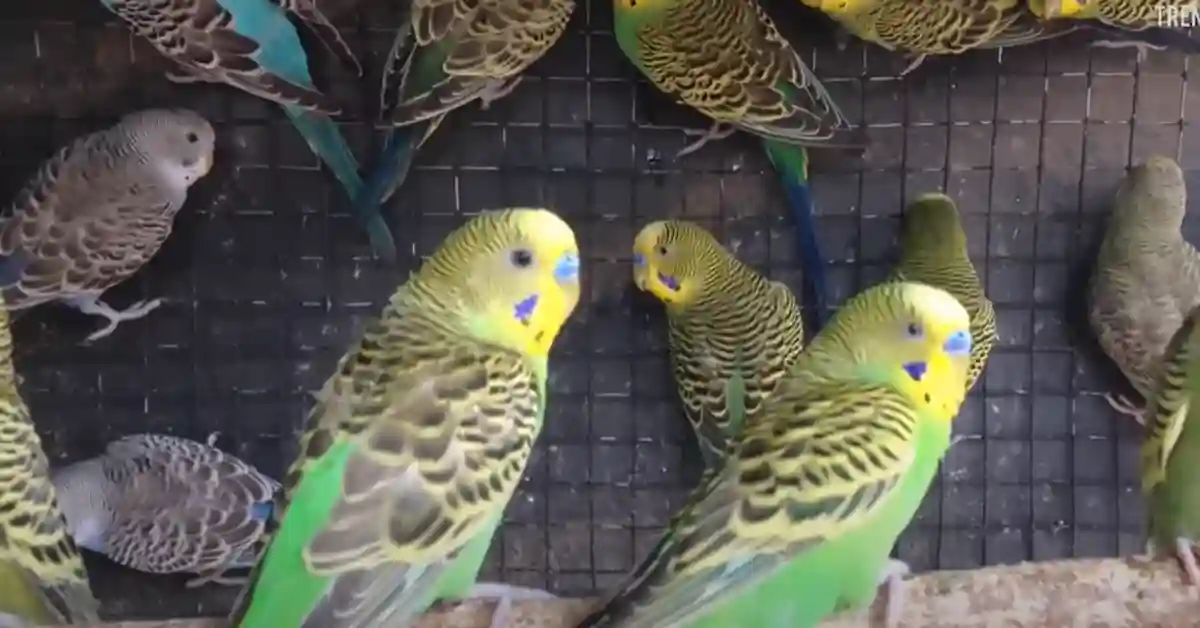 Why Do Birds Tweet in the Morning
