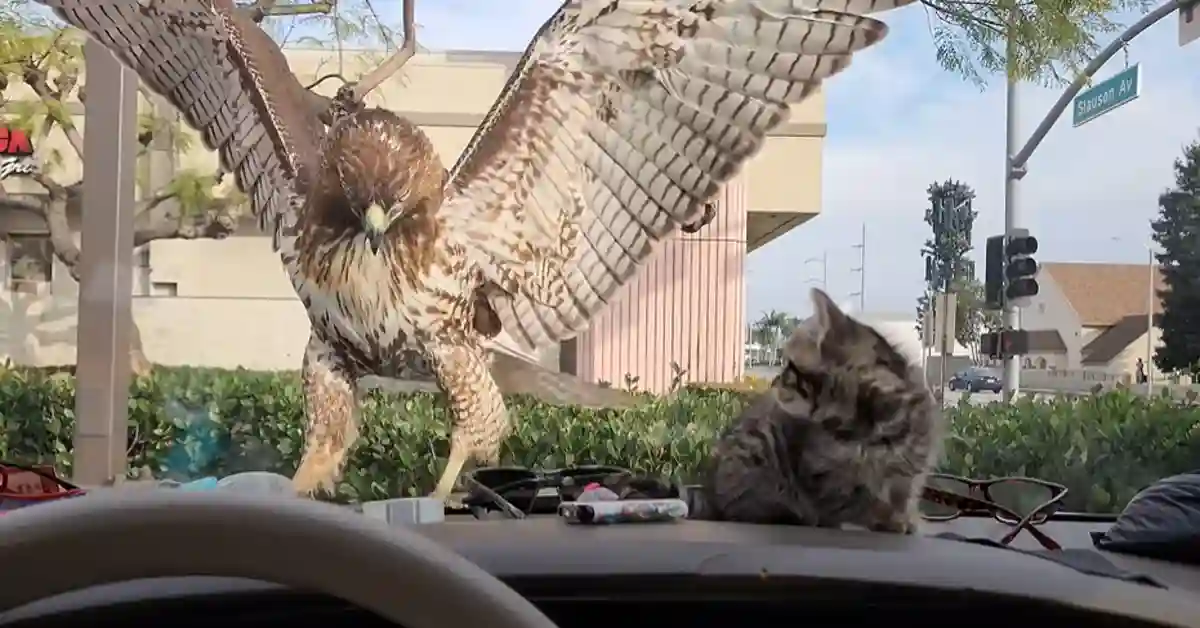 Are Cats Afraid of Owls