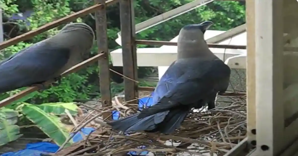 Where Do Crows Nest at Night