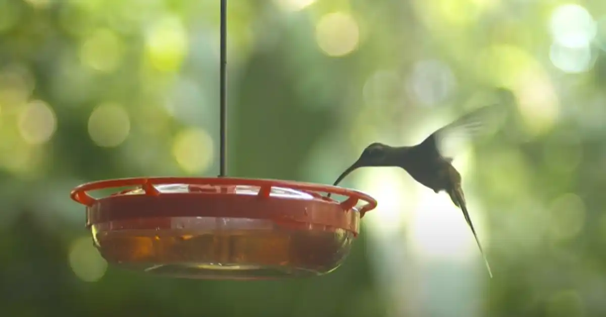 Are Hummingbirds in Tennessee Yet