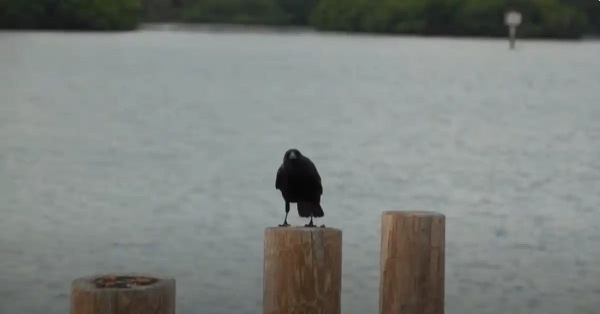 Fish Crow Habitat