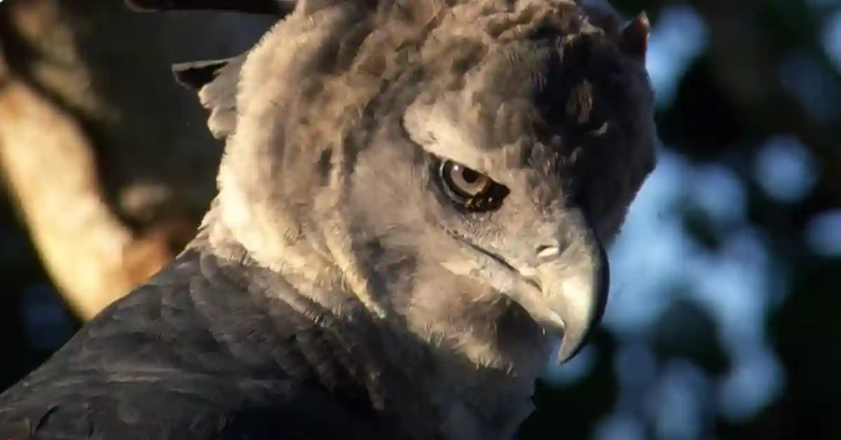 Do Eagles Migrate Together