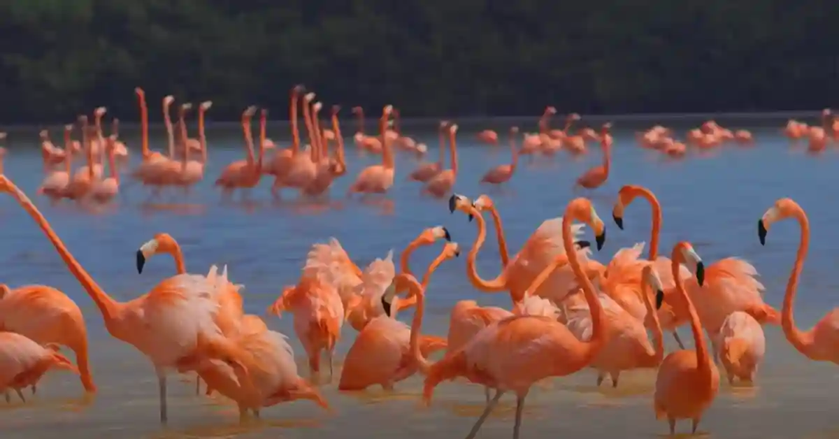 Are Flamingos Birds Or Mammals