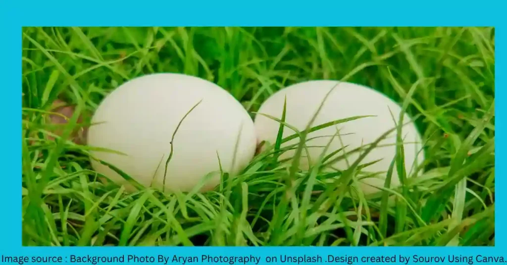 Someone put an egg in my yard spiritual meaning